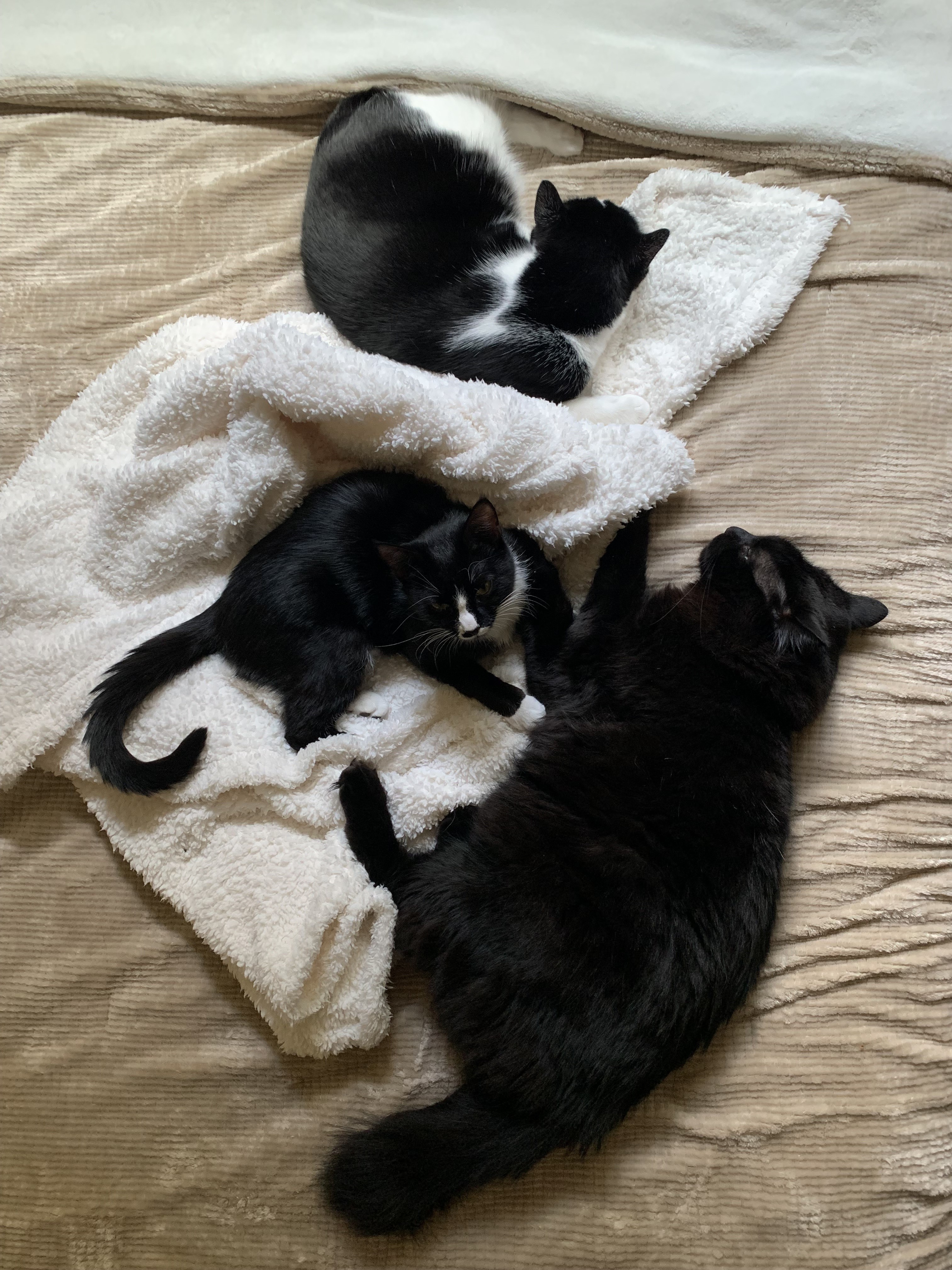 The author's three cats nap on a bed together.
